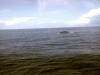 Cachalot